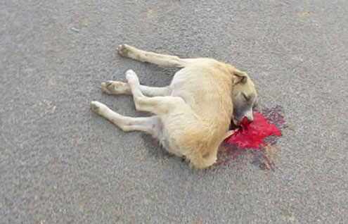 Burial Of Dead Animals On NH - Message